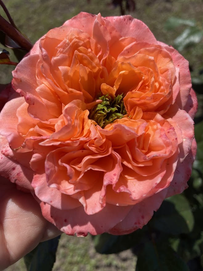 Мандарин Експрешн — Mandarin Expression/ Mandarin X-Pression