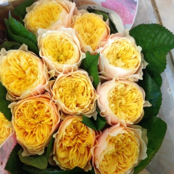 Голден Вувузела — Golden Vuvuzela