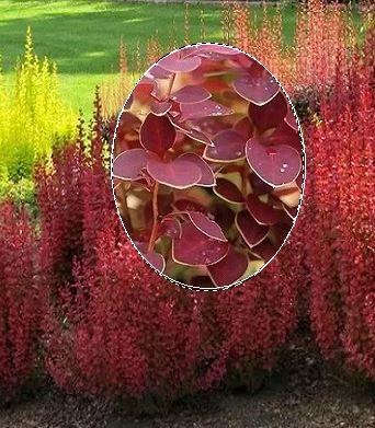 🌿 Барбарис "Chiquita" (Berberis thunbergii "Chiquita")