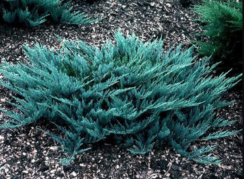 Ялівець горизонтальний Blue Chip