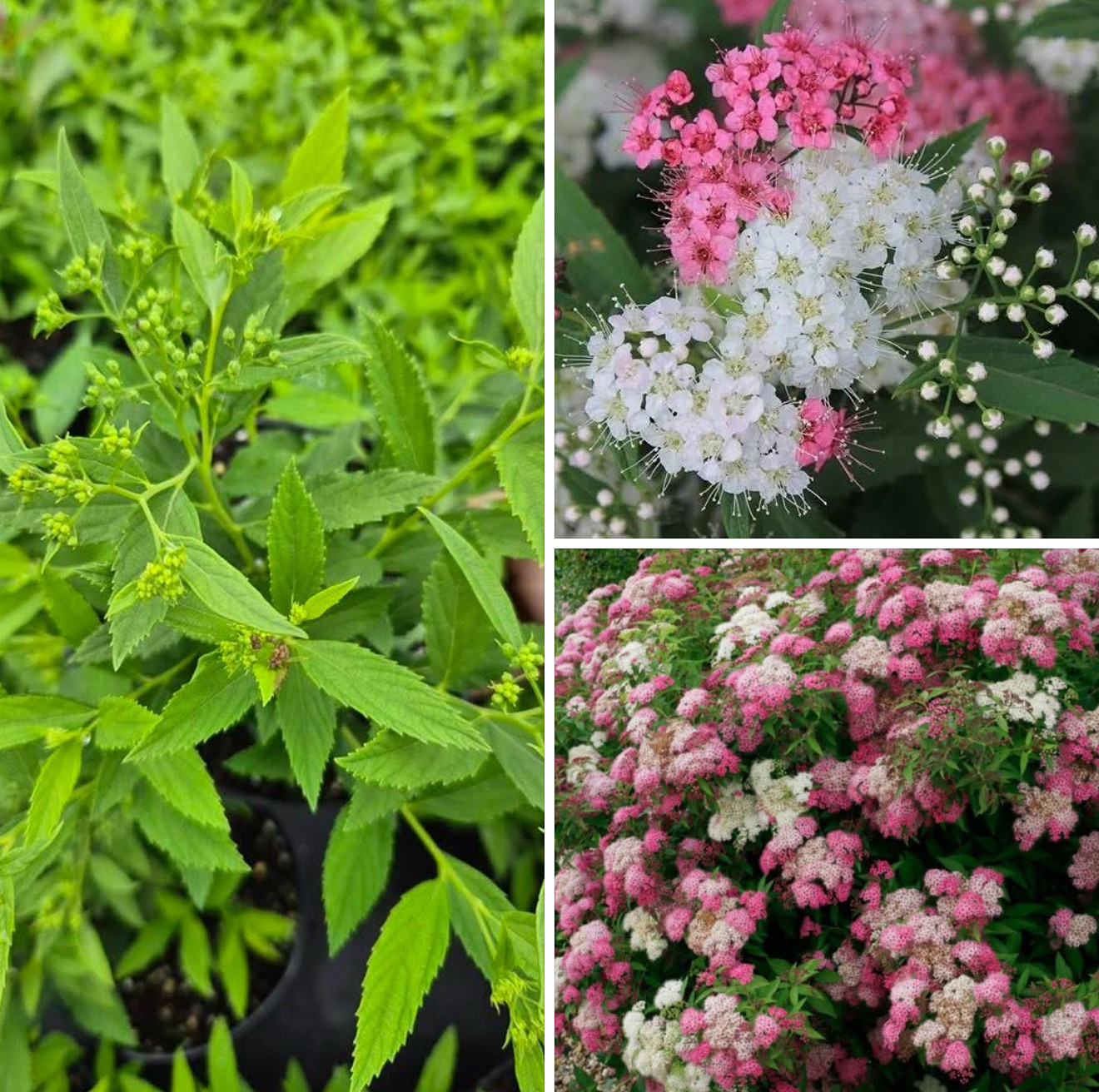 Спірея широбана