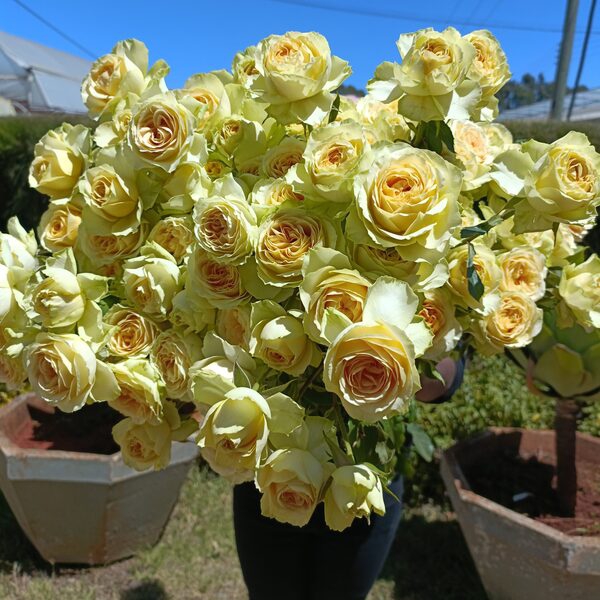 Бондолеро — Bandolero