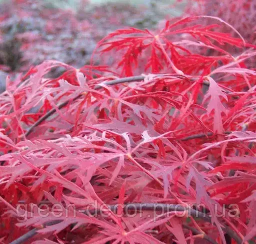 Клен японський Гарнет  Acer palmatum Garnet / h 40