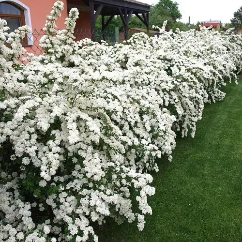 🌿 Спірея Вангута (Spiraea vanhouttei)