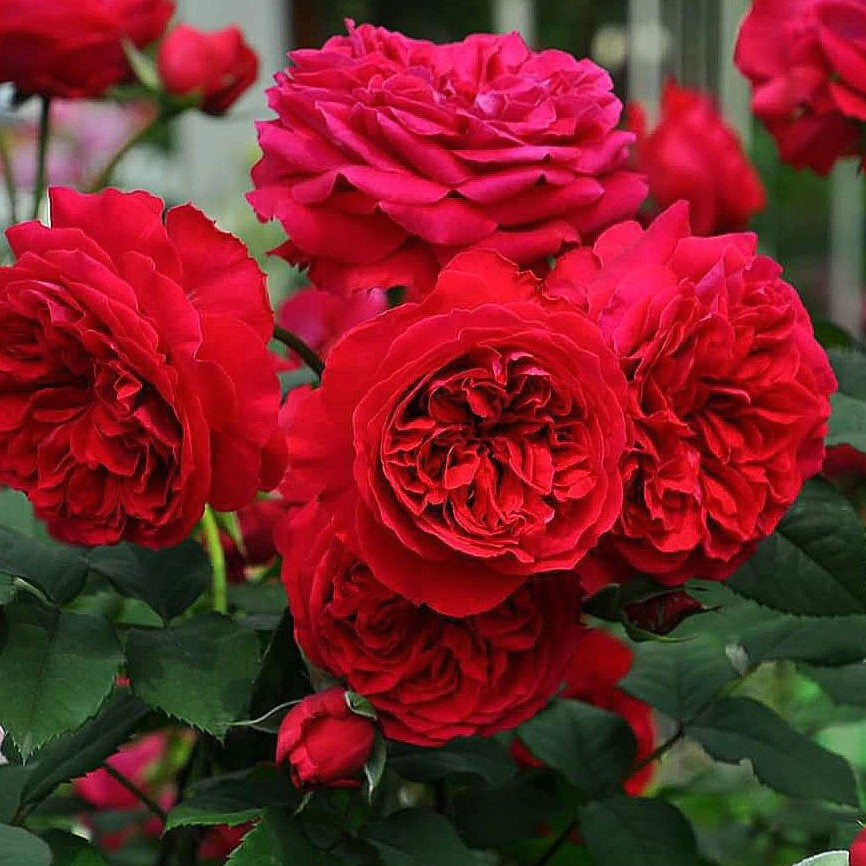 Надя Ренесанс (Nadia Renaissance)