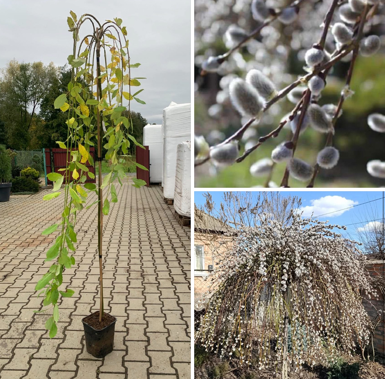 Верба кільмарнок 1,6 м