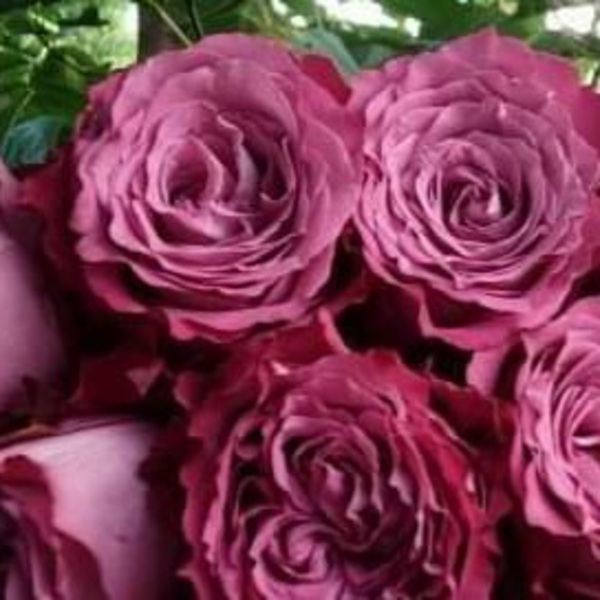 Принцеса Тамако — Princess Tamako