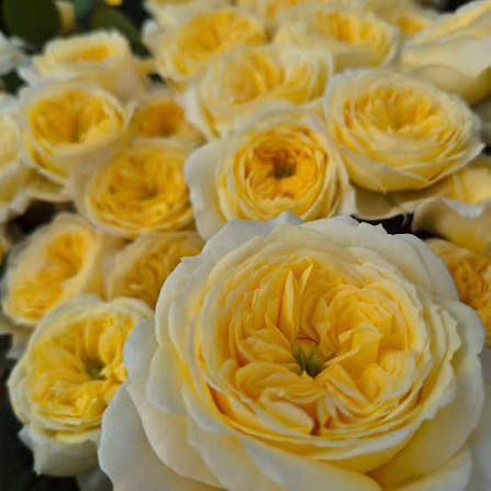 Персуейшн (Persuasion)