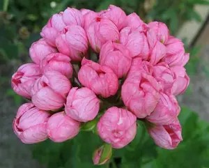Пеларгонія тюльпановидна Pink Pandora (касетна розсада)