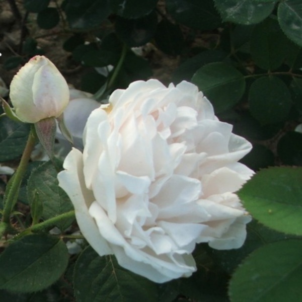 Нова Зембла — Nova Zembla (ругоза)