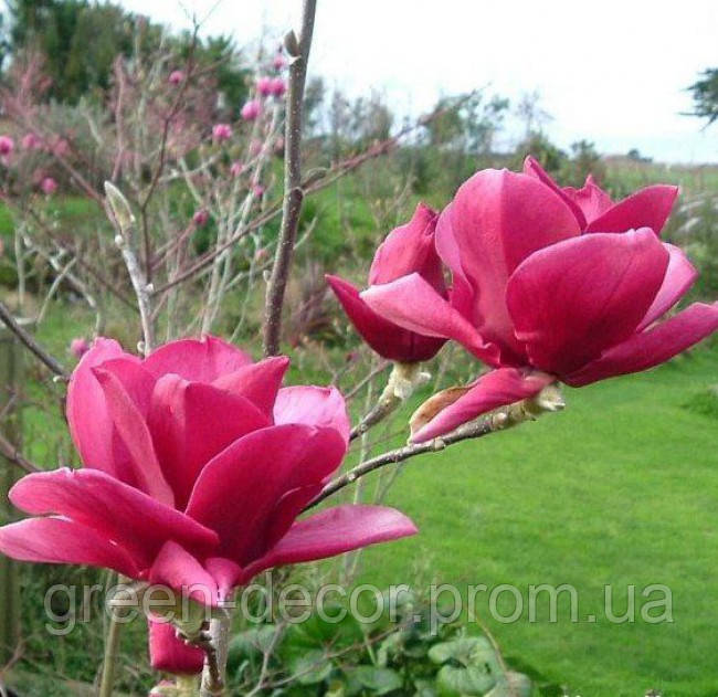 Магнолія 'Ian's Red' (Magnolia 'Ian's Red') 110-150 С5/С7,5