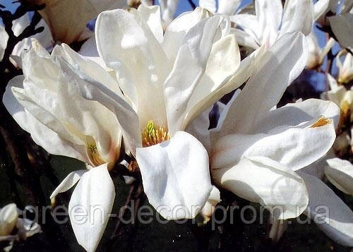 Магнолія 'Pegasus' (Magnolia 'Pegasus') 50-80 С5