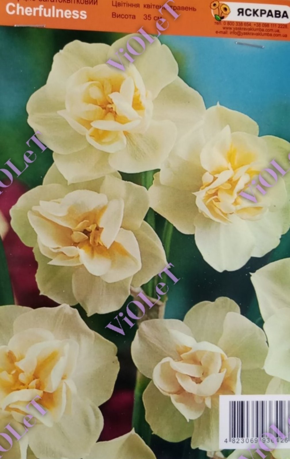 Cherfulness,  нарцис мультиквітковий 10/12 (1 каперс=3 шт)