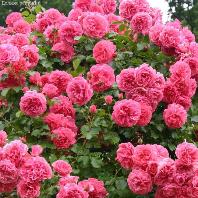 Троянда плетиста Розаріум Ютерзен