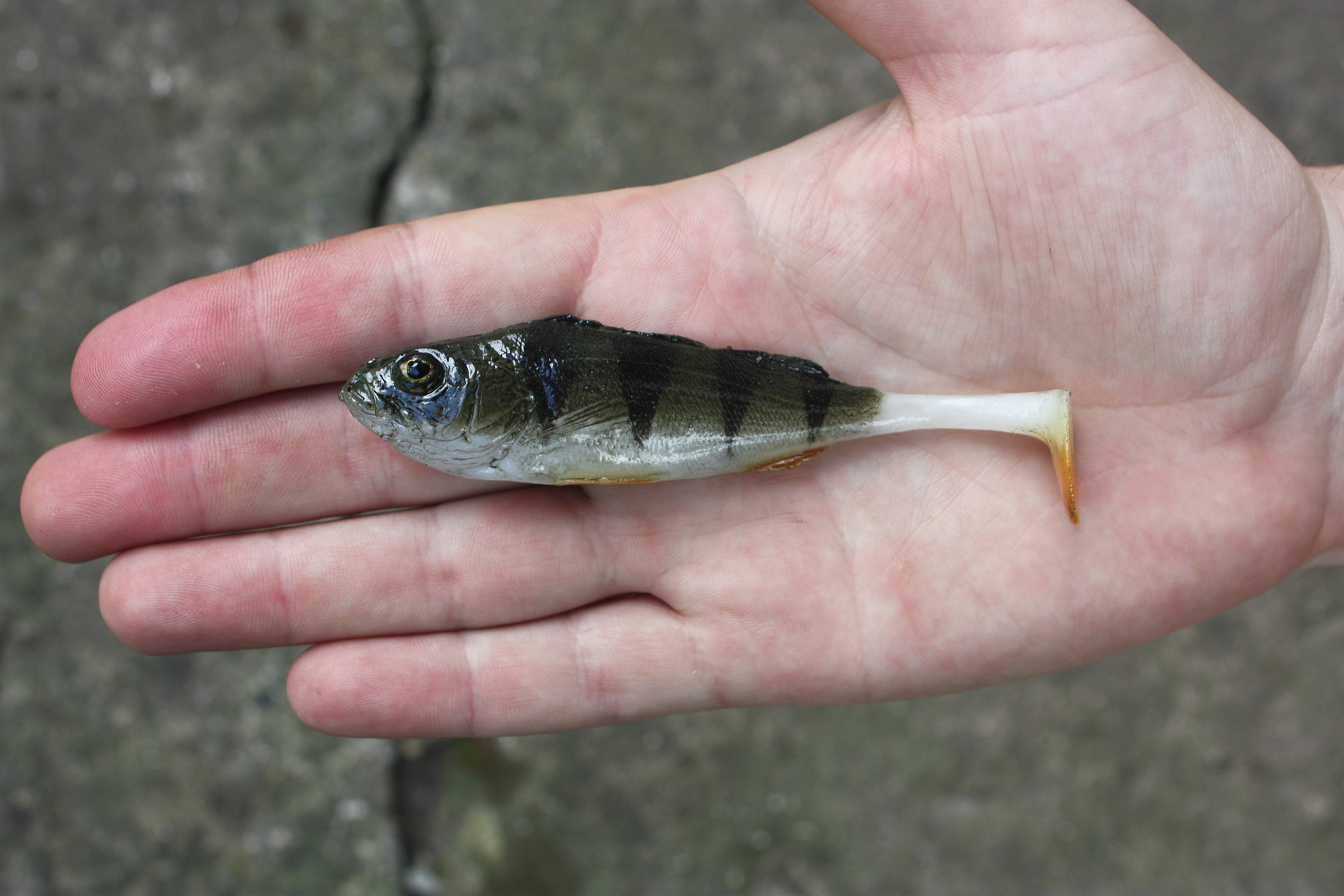 A&S Perch 4