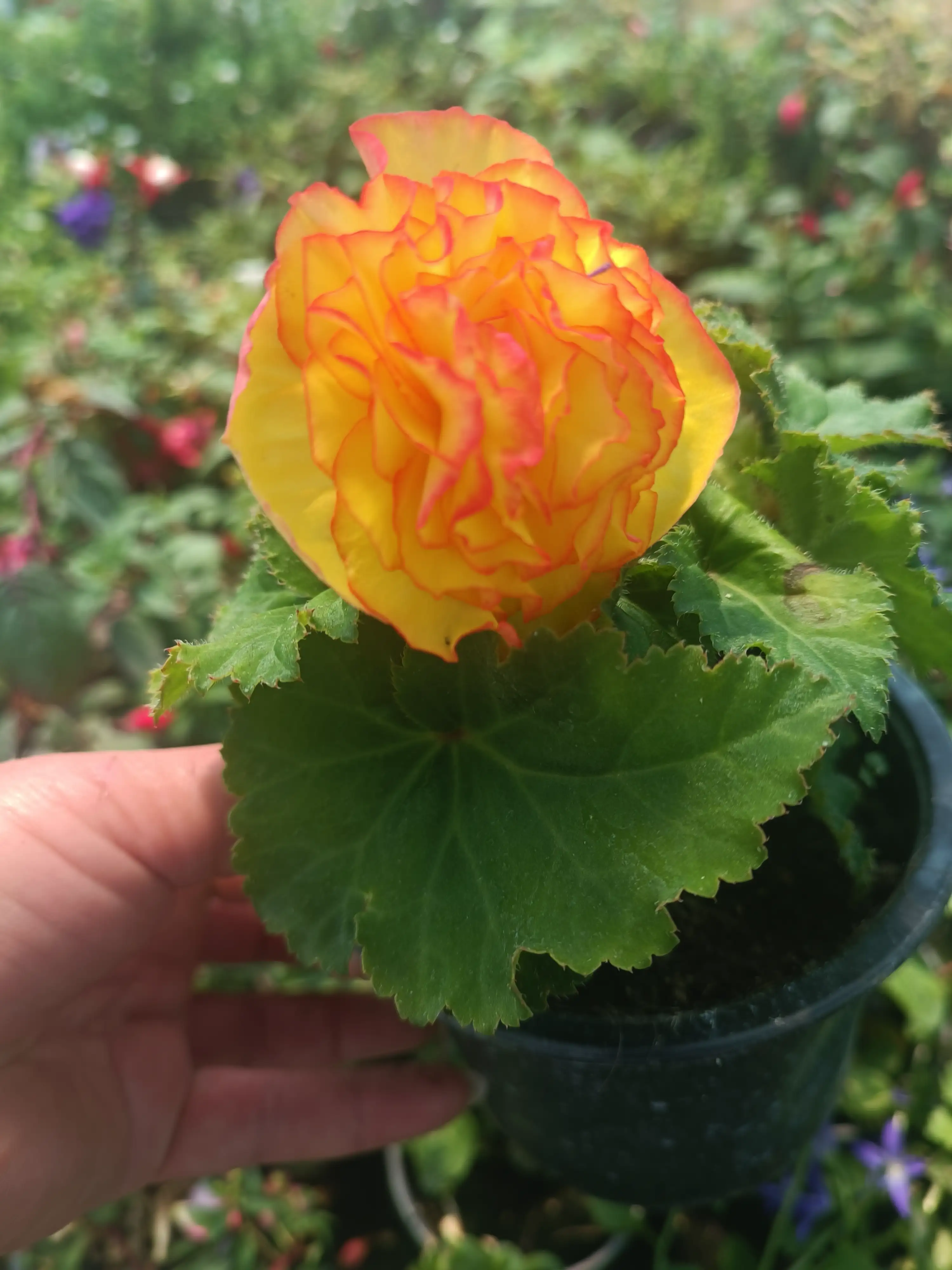 Бегонія Tuberhybrida GO!Early Fire (касетна розсада)