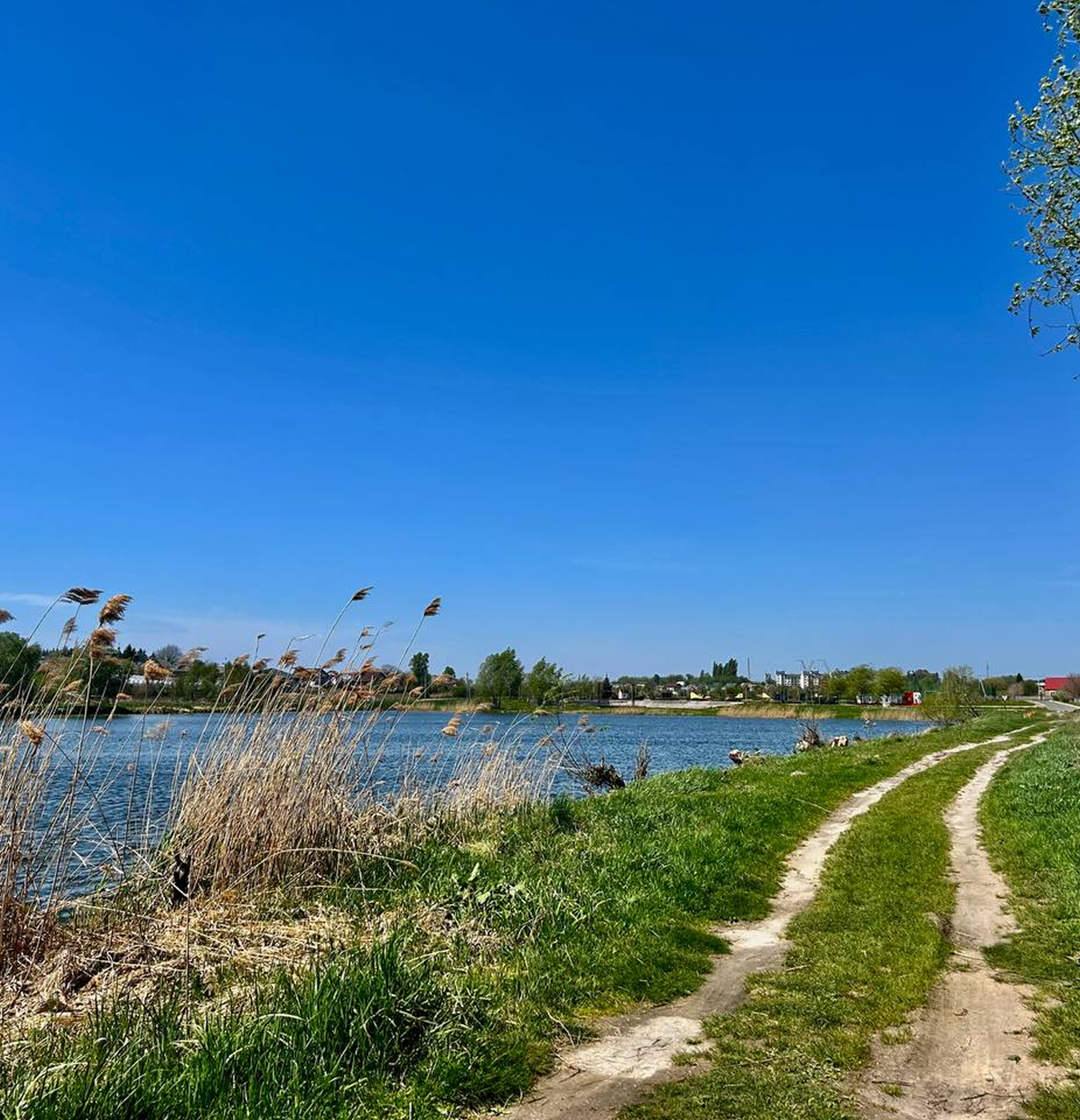 Земельна ділянка 22 сотки в Михайлівці-Рубежівці