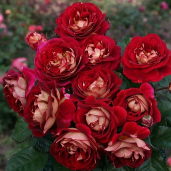 Ді Зеенсверте — Die Sehenswerte