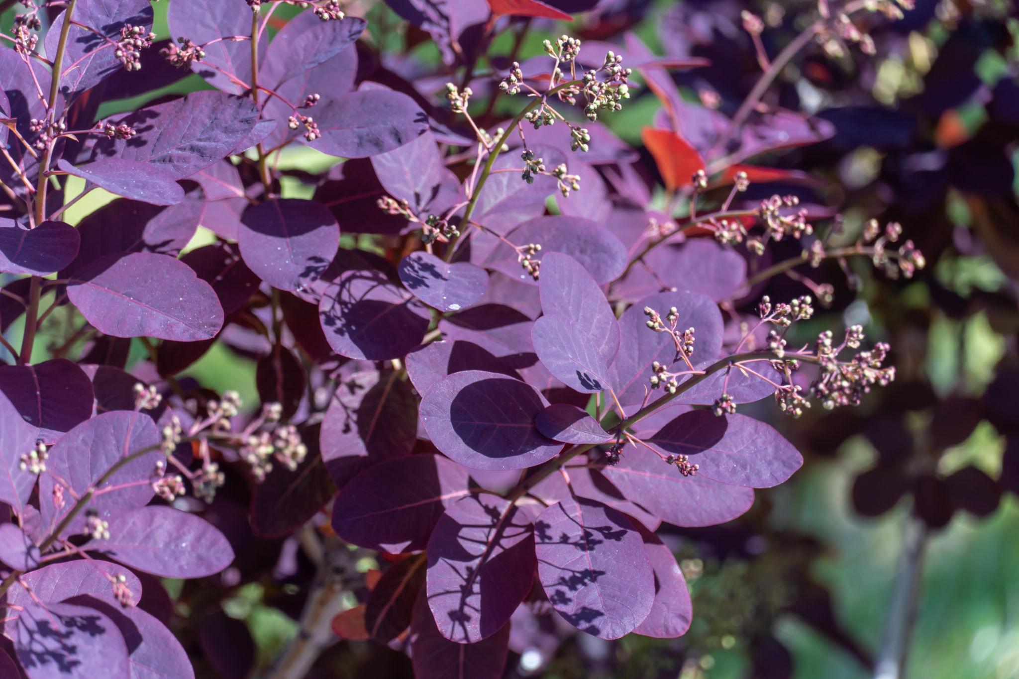 Скумпія Royal Purple