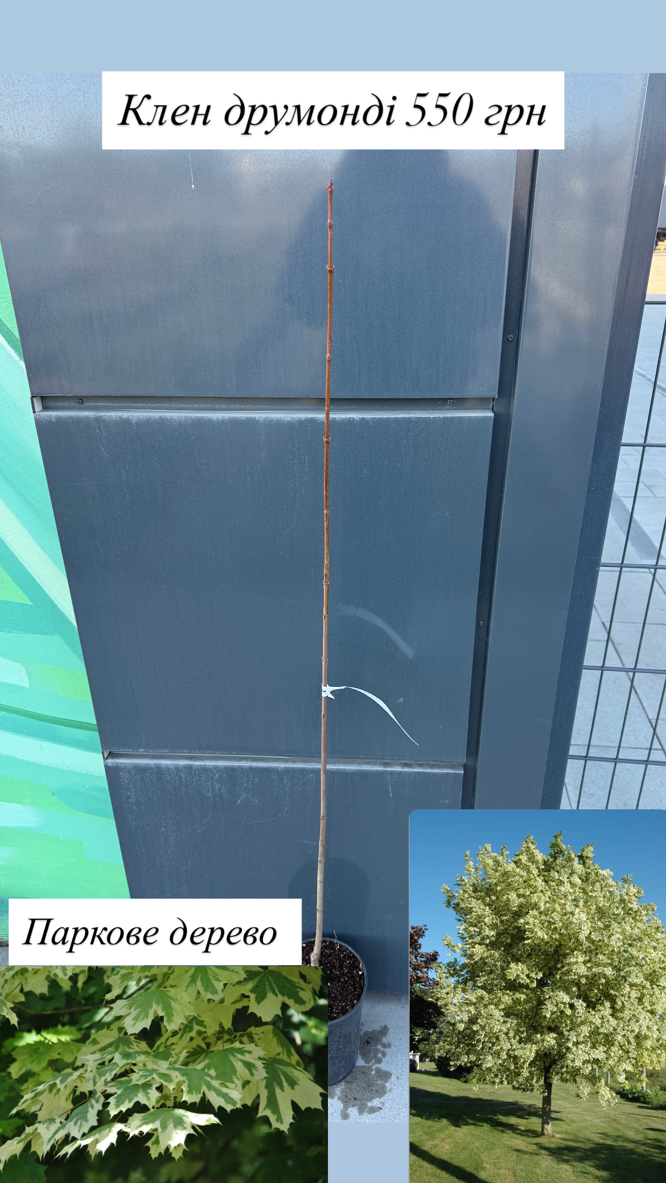 Клен друмонді 1,4 м
