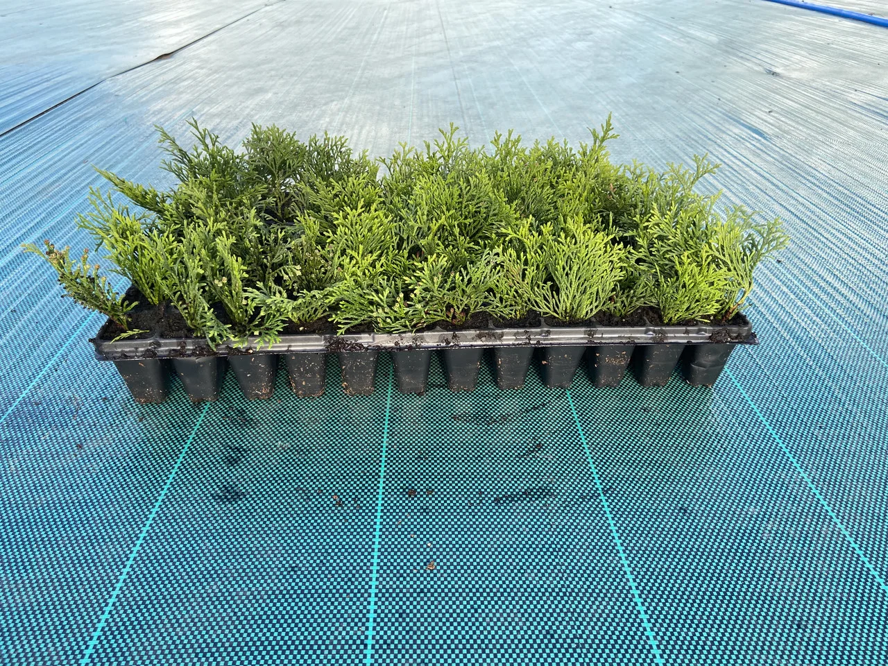 🌲 Туя Смарагд (Thuja occidentalis 'Smaragd')