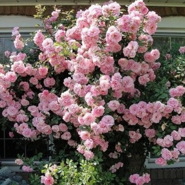 Клер Матін — Clair Matin