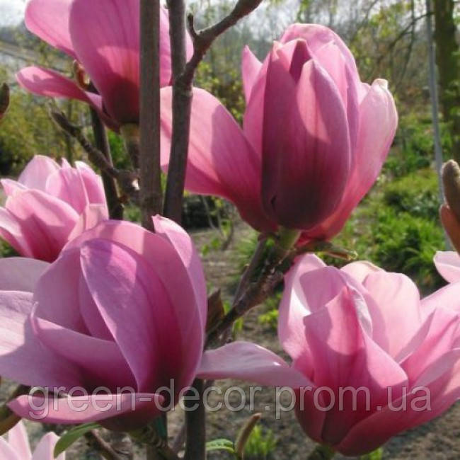 Магнолія Серена Magnolia ’Serene’ H200-240