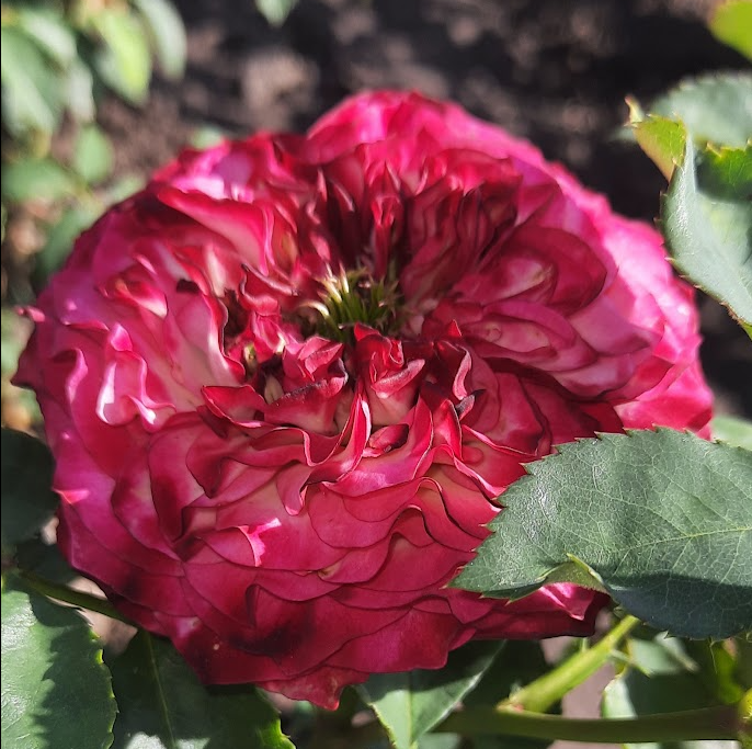 Шефілд Парк — Sheffield Park