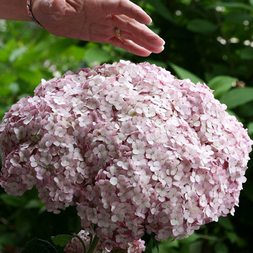 Гортензія деревовидна Marshmallow
