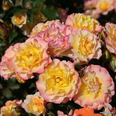 Ландлуст (Landlust)