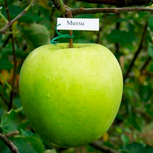 Яблуня Мутсу