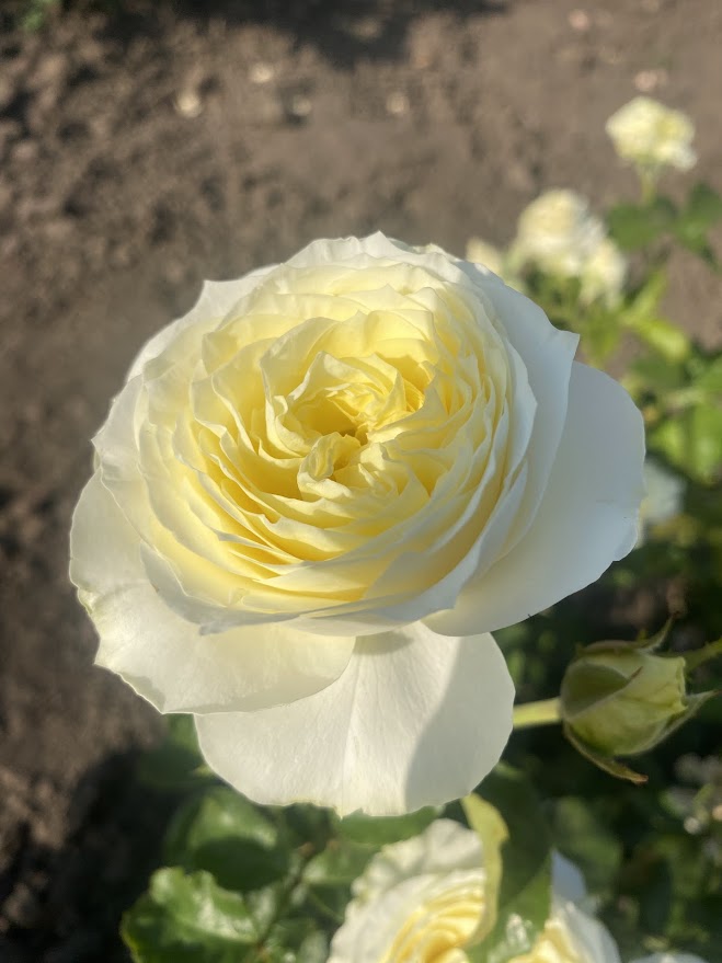 Колдплей — Coldplay