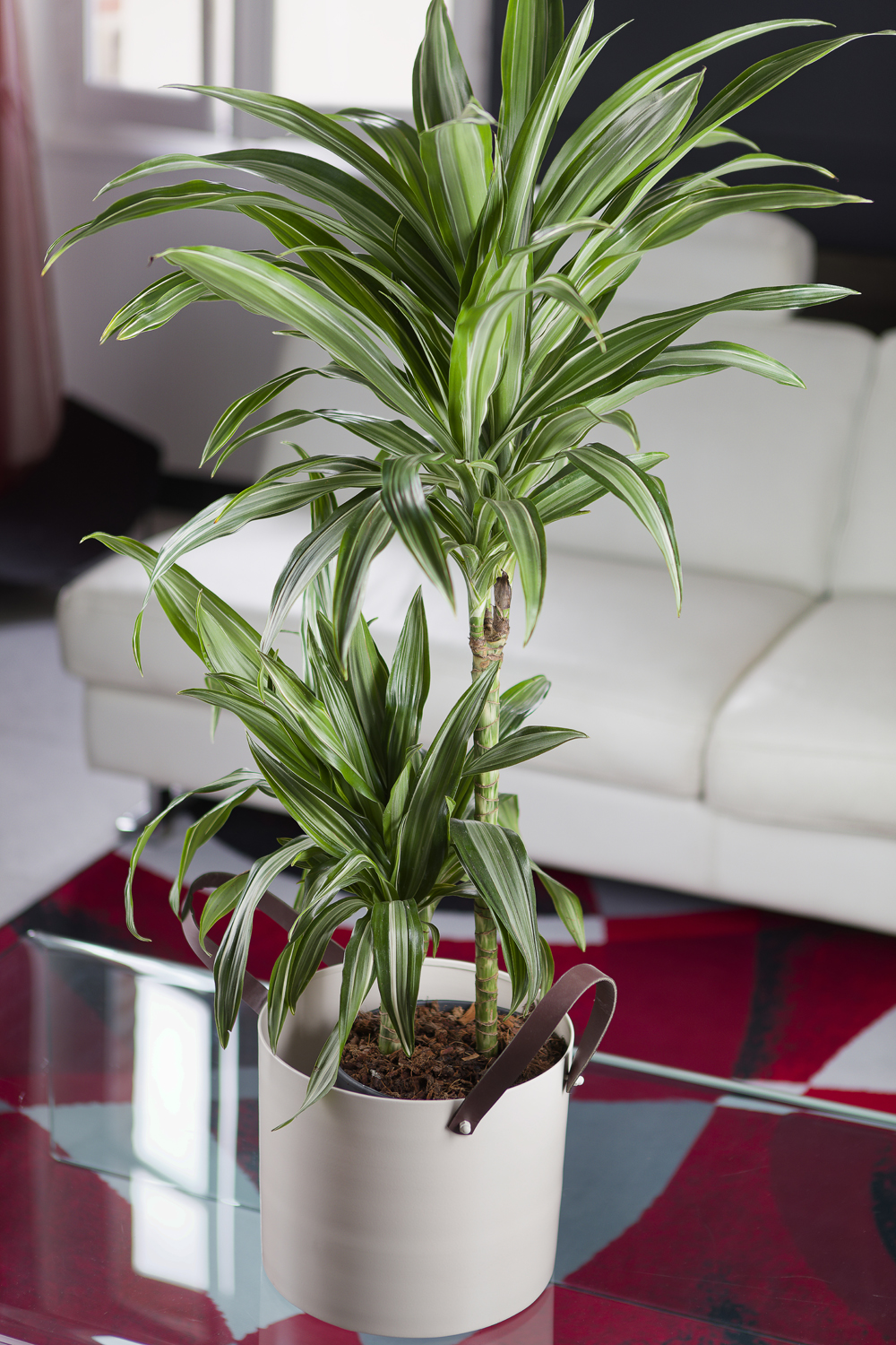 Dracaena fragans / Dragonnier plante d'intérieur