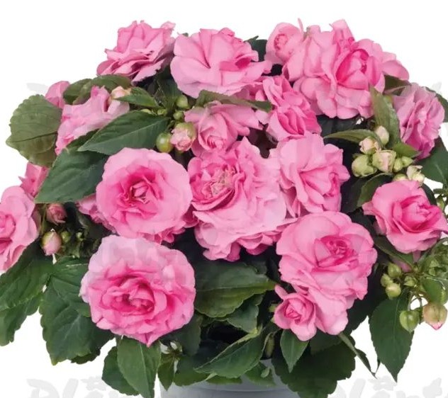 Бальзамін walleriana Glimmer Pink ( касетна розсада )