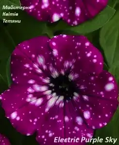 Петунія Electric Purple Sky (касетна розсада)