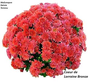 Хризантема Мультифлора Coeur de Lorraine Bronze (касетна розсада).