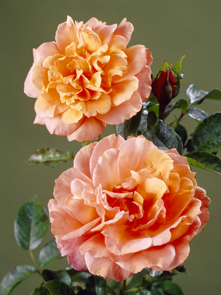 Троянда чайно-гібридна Cherry Brandy