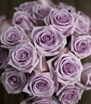 🌹 Троянда ч/г "Оушен Сонг"