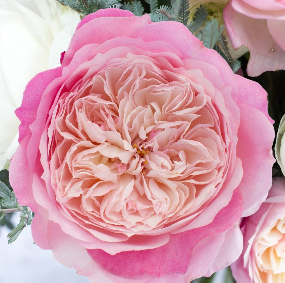 Констанс (Constance)