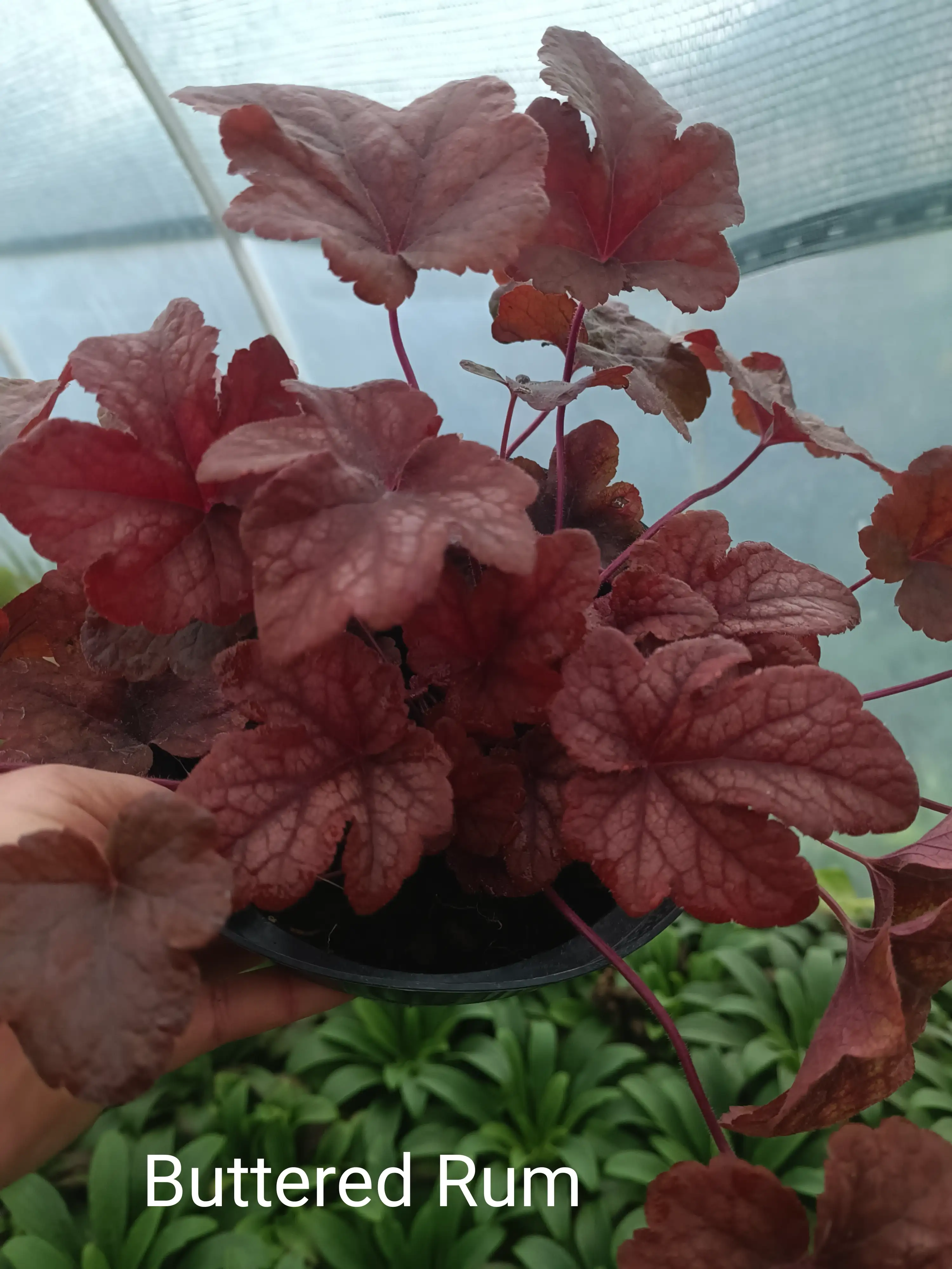 Гейхера Buttered Rum у горщику р.12