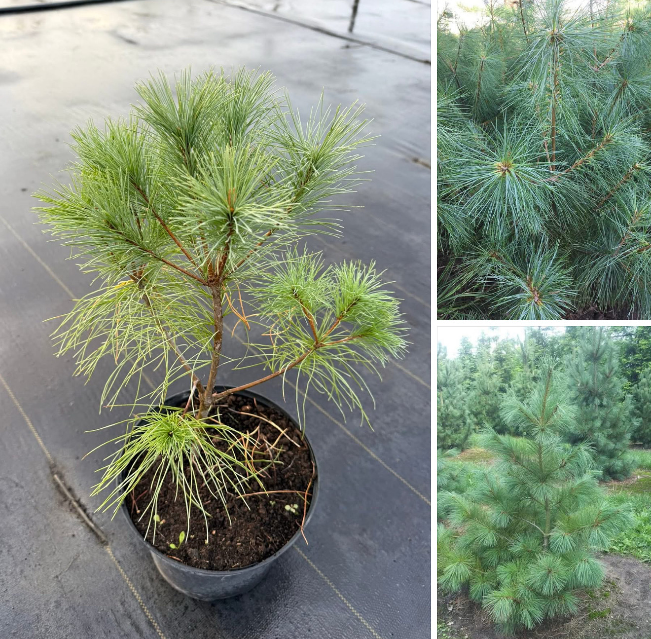 Сосна веймутова 5 л