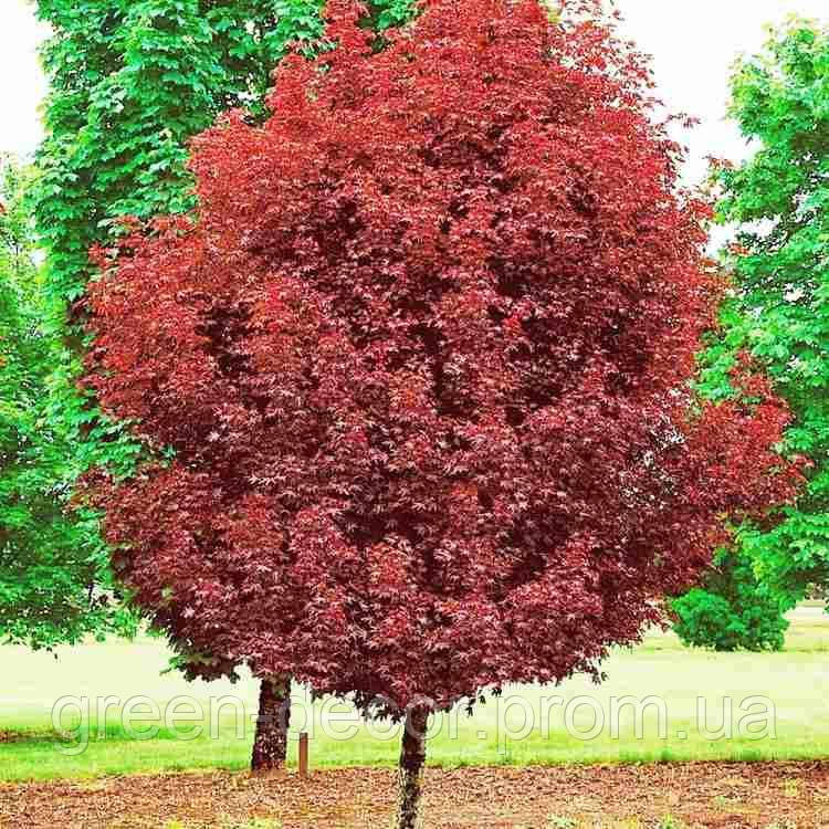 Клен гостролистий (Acer platanoides) Crimson Sentry stam 150