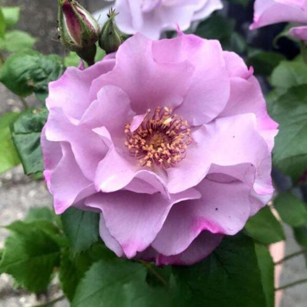 Одіссей — Odyssey