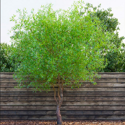 🌿 Верба плакуча Тортуоза (Salix babylonica 'Tortuosa')