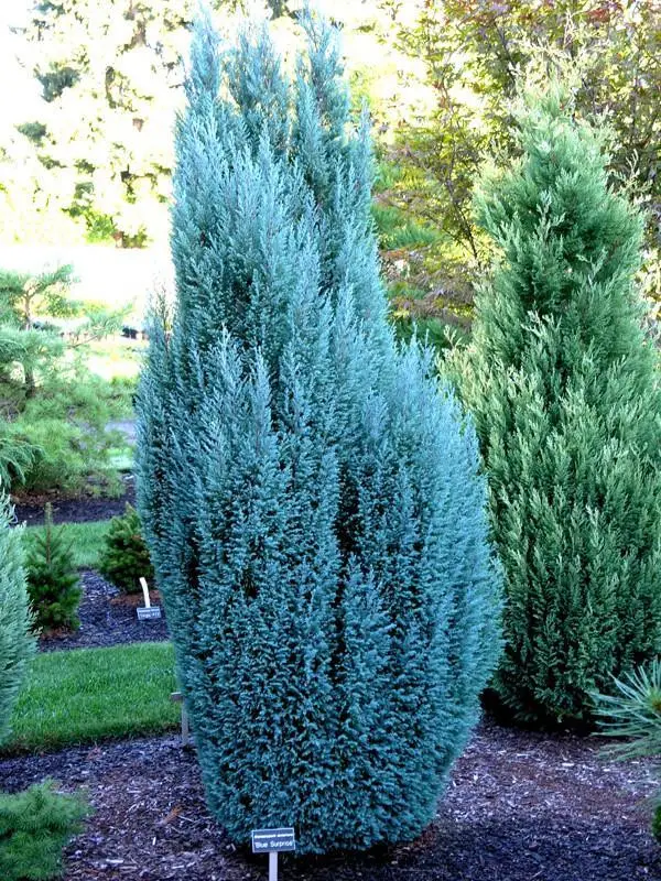 🌿 Кипарисовик 'Columnaris' (Chamaecyparis lawsoniana 'Columnaris')