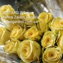СТАРДУСТ( Stardust) зрізочна новинка