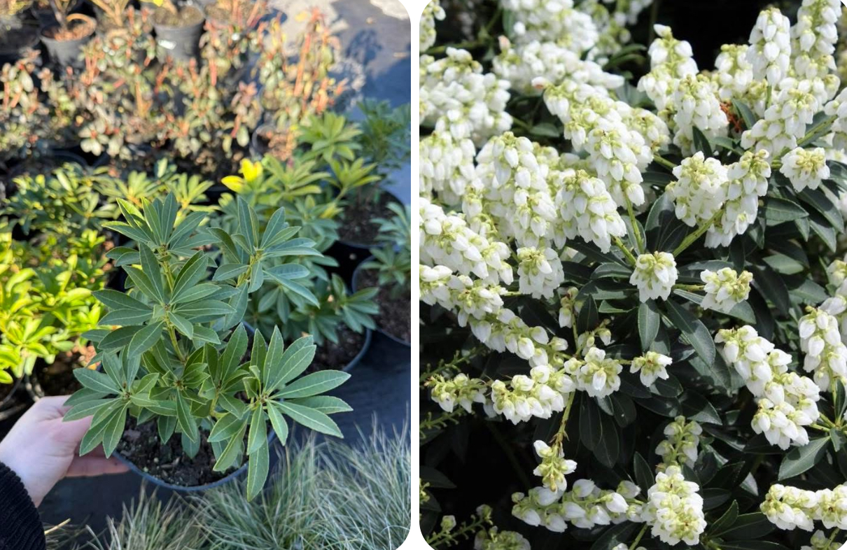 Піеріс debutante 1,5 л