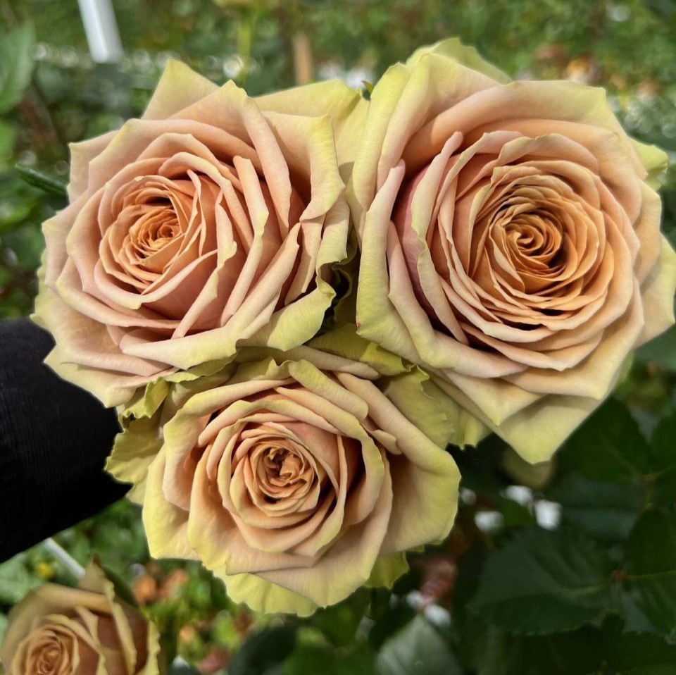 Теддіс (Teddy's)