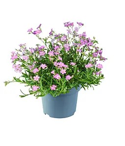 Гіпсофіла Filou Rose (в горщику р.10)