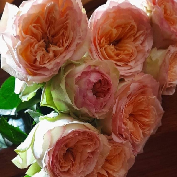 Флешбек Саммерхаус — Flashback Summerhouse